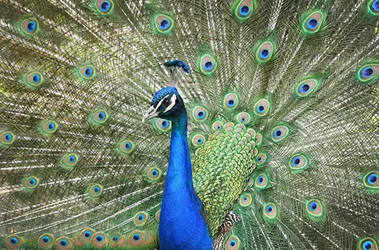 Peacock Island